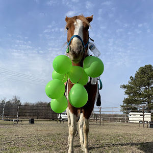 Meet your Posher, Shandi coda